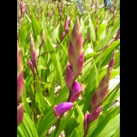 Bletilla Striata (fam. Orchidacees) (Chine) (02)
